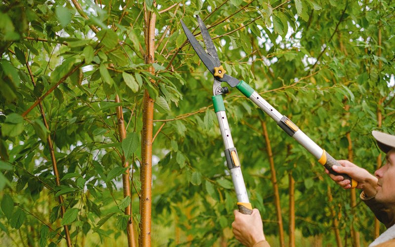 Tree trimming in Philomath, OR